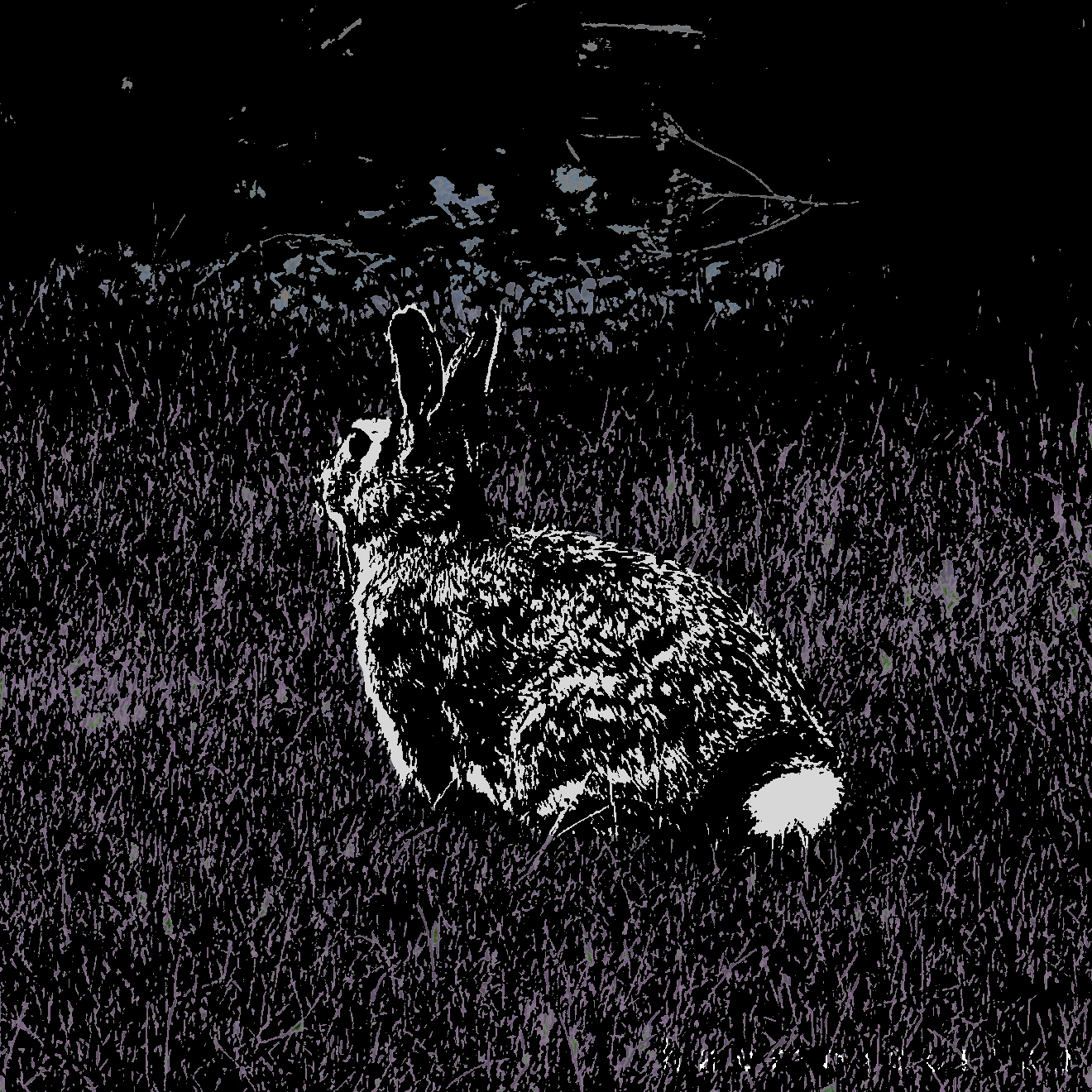 Phosphenes album art